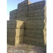 Hay bales for export